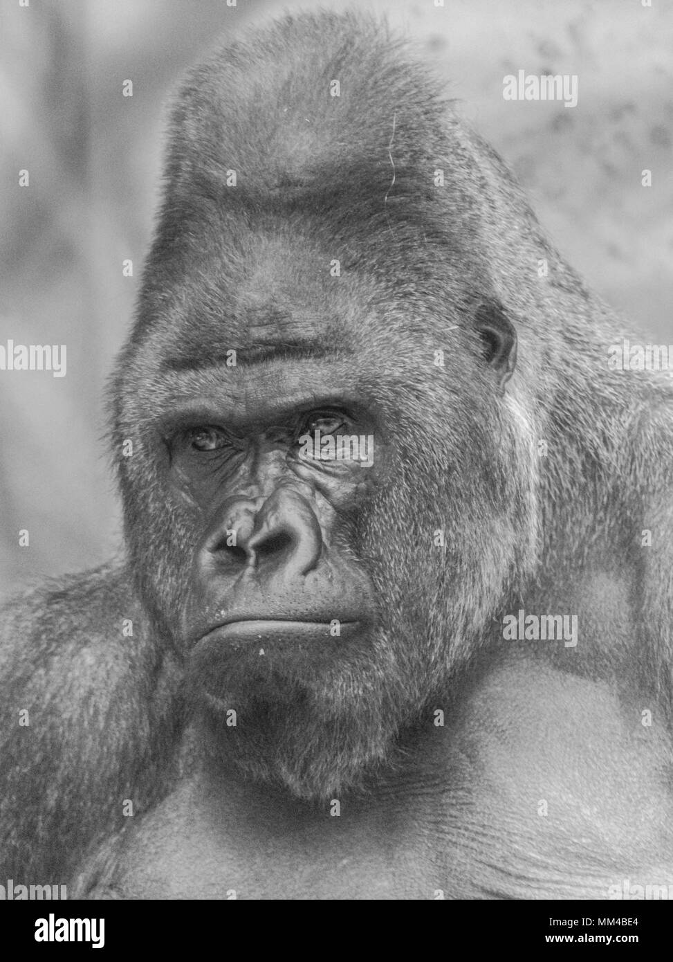Portrait noir et blanc d'un gorille de plaine de l'ouest (Gorilla gorilla gorilla) à thougthful Banque D'Images