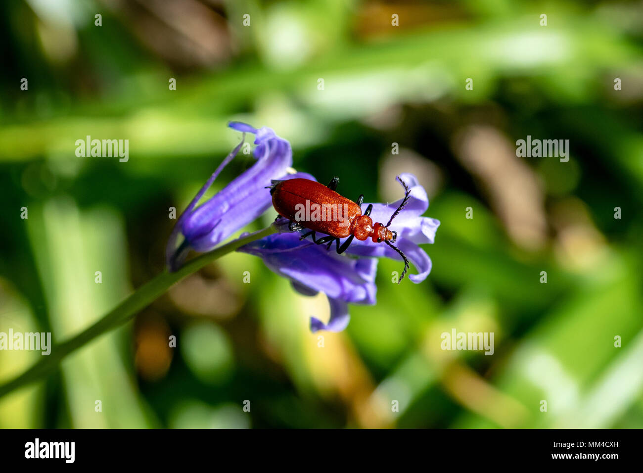 Red Headed cardinal (pyrochroa serraticornis beetle) reposant sur des fleurs jacinthes Banque D'Images