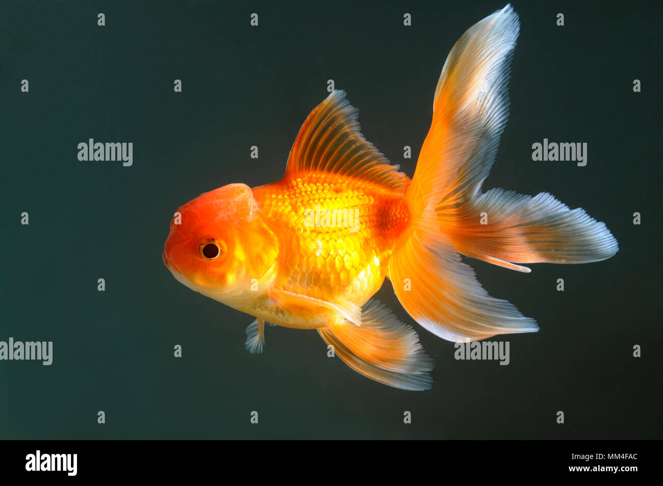 Tête de Lion goldfish swimming dans l'aquarium Banque D'Images