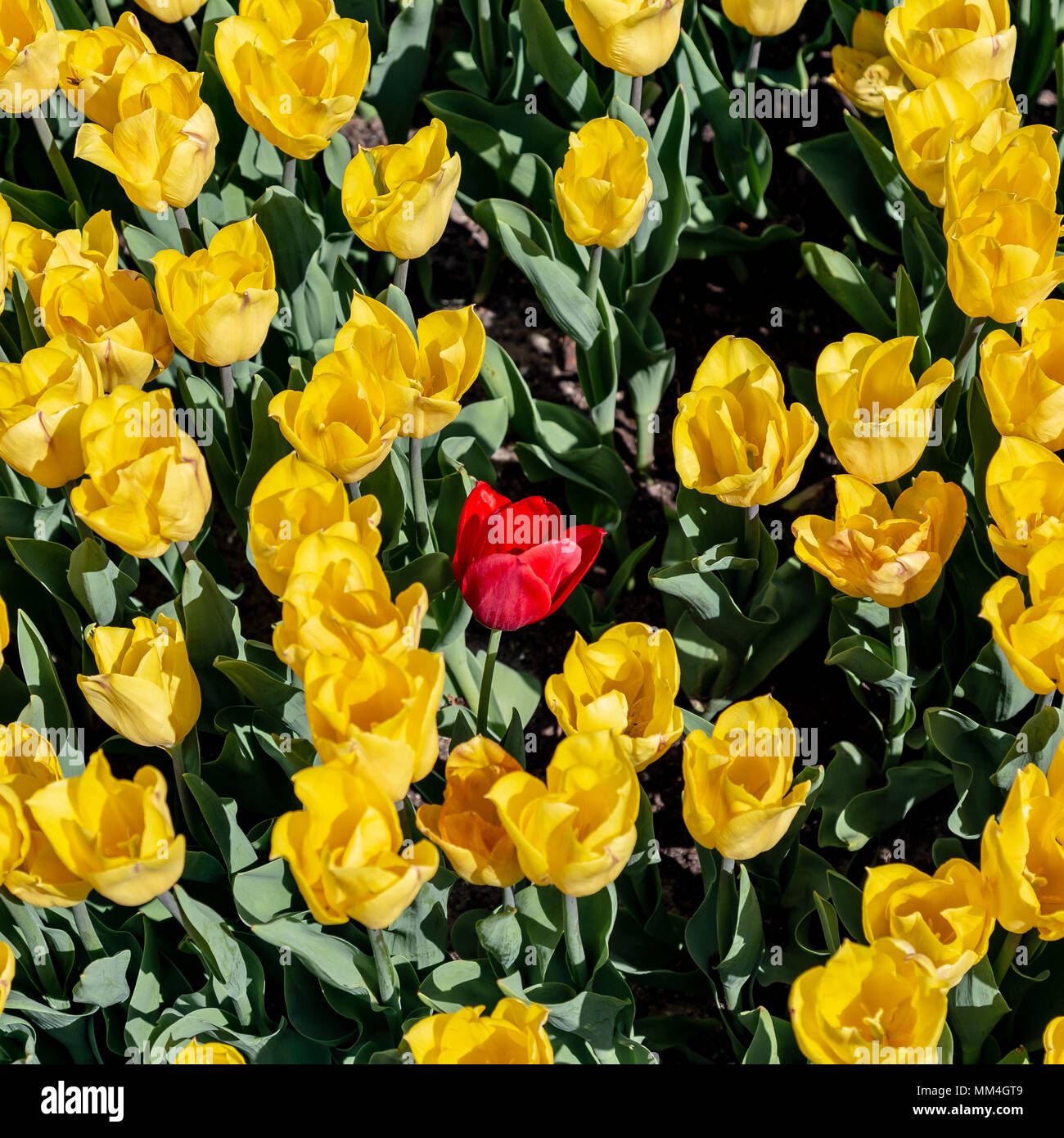 Seulement une tulipe rouge isolé sur un lit de fleurs tulipes jaune Banque D'Images