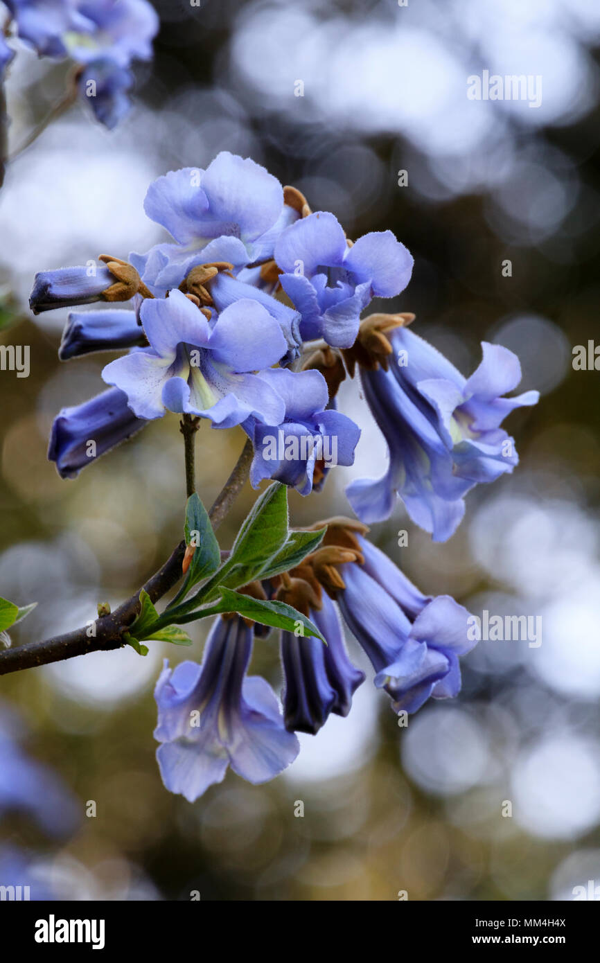 Fleurs de Printemps Bleu de l'arbre de la digitale hardy, Paulownia tomentosa. Banque D'Images