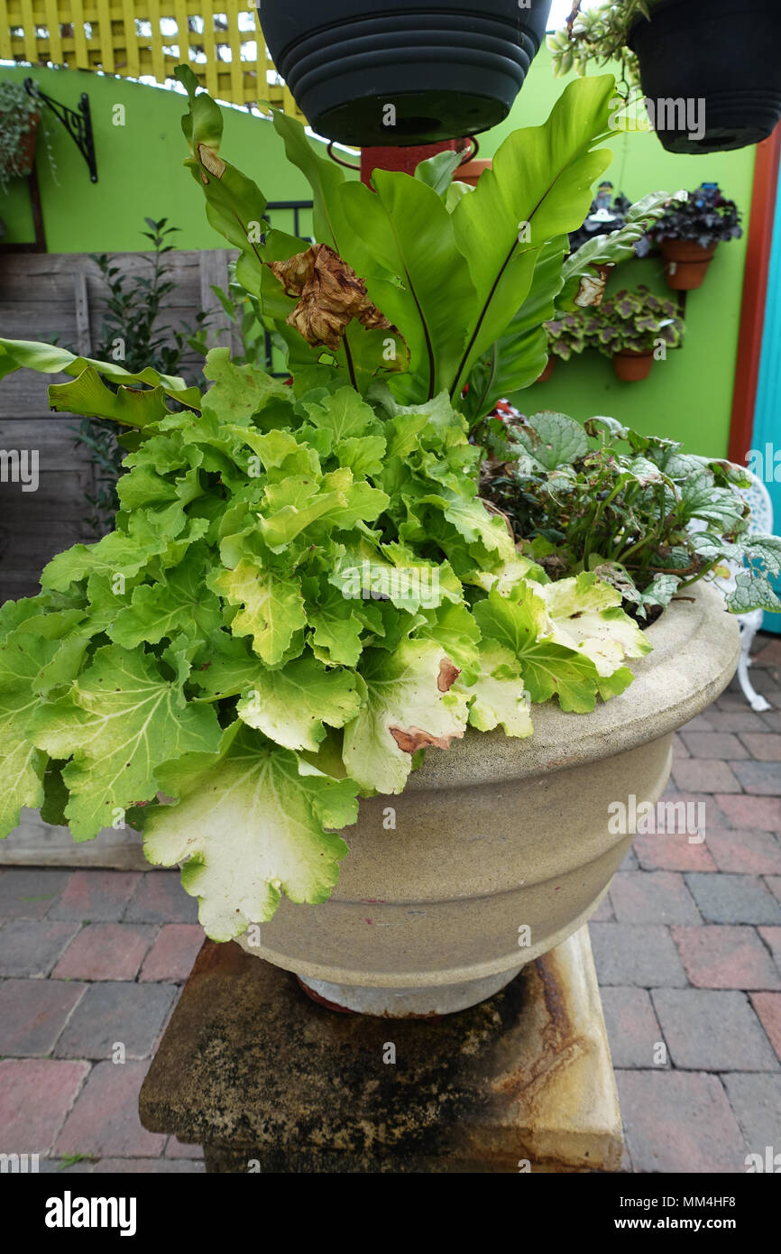 Asplenium australasicum ou connu sous le nom de Bird's Nest fern Banque D'Images