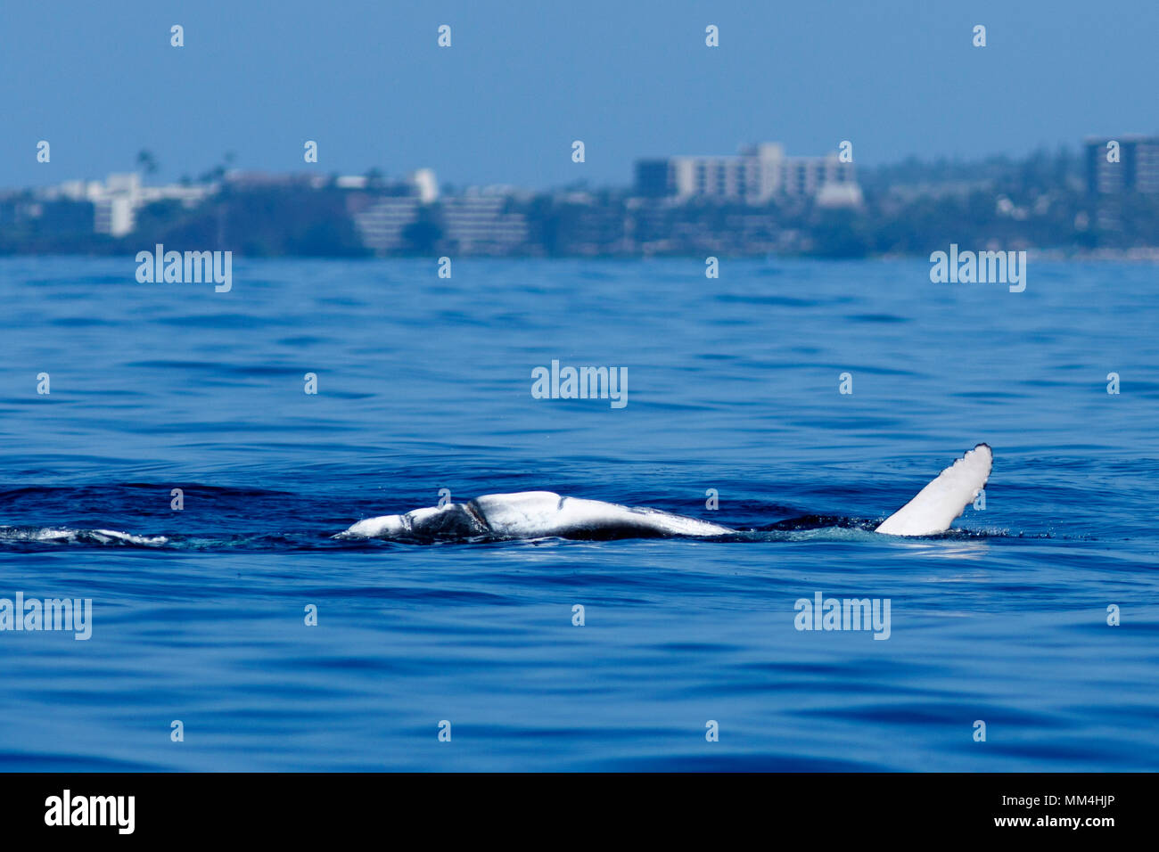 Baleine à bosse de la nageoire pectorale à Hawaii, Maui, Lahaina, Hiver Banque D'Images