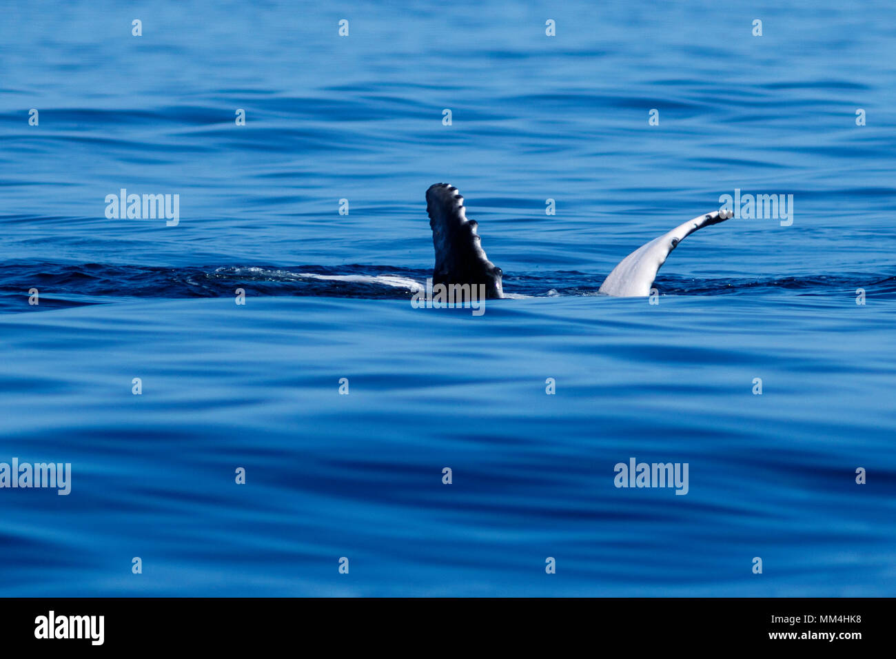 Bébé baleine à bosses pectorales à Hawaii, Maui, Lahaina, pris 02,2018 Banque D'Images