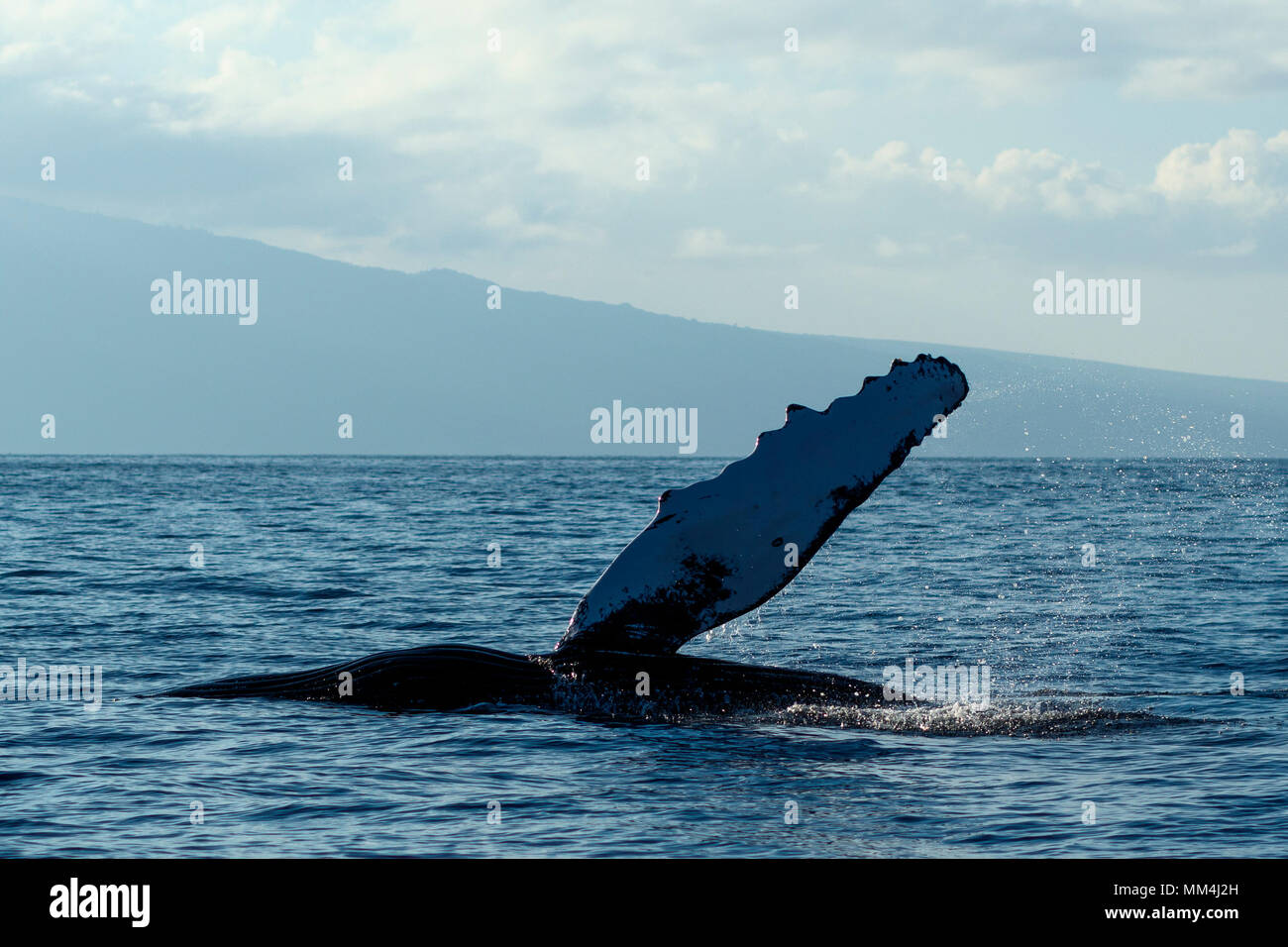 Baleine à bosse de la nageoire pectorale à Hawaii, Maui, Lahaina, Hiver Banque D'Images