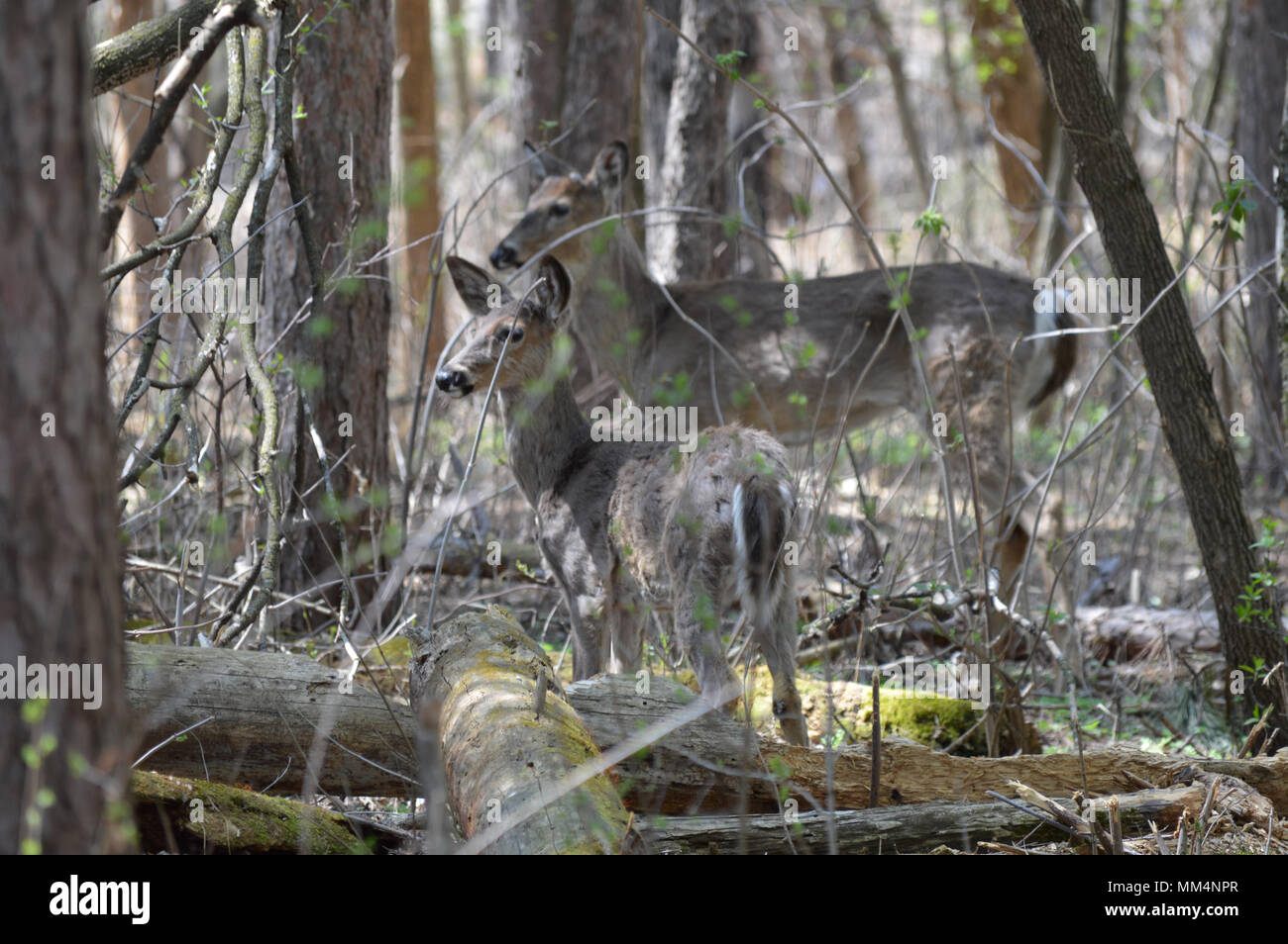 Cerf de Virginie dans les bois Banque D'Images