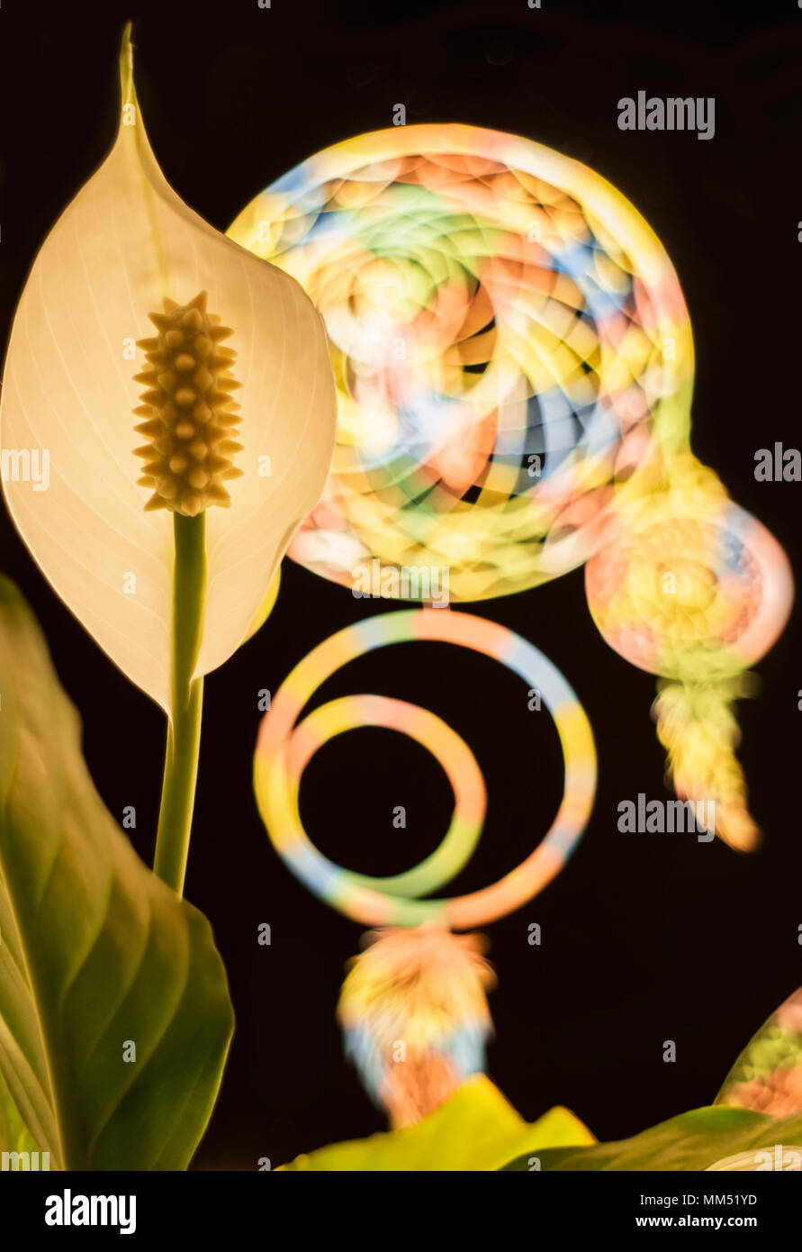 Fleur de fleur Banque D'Images