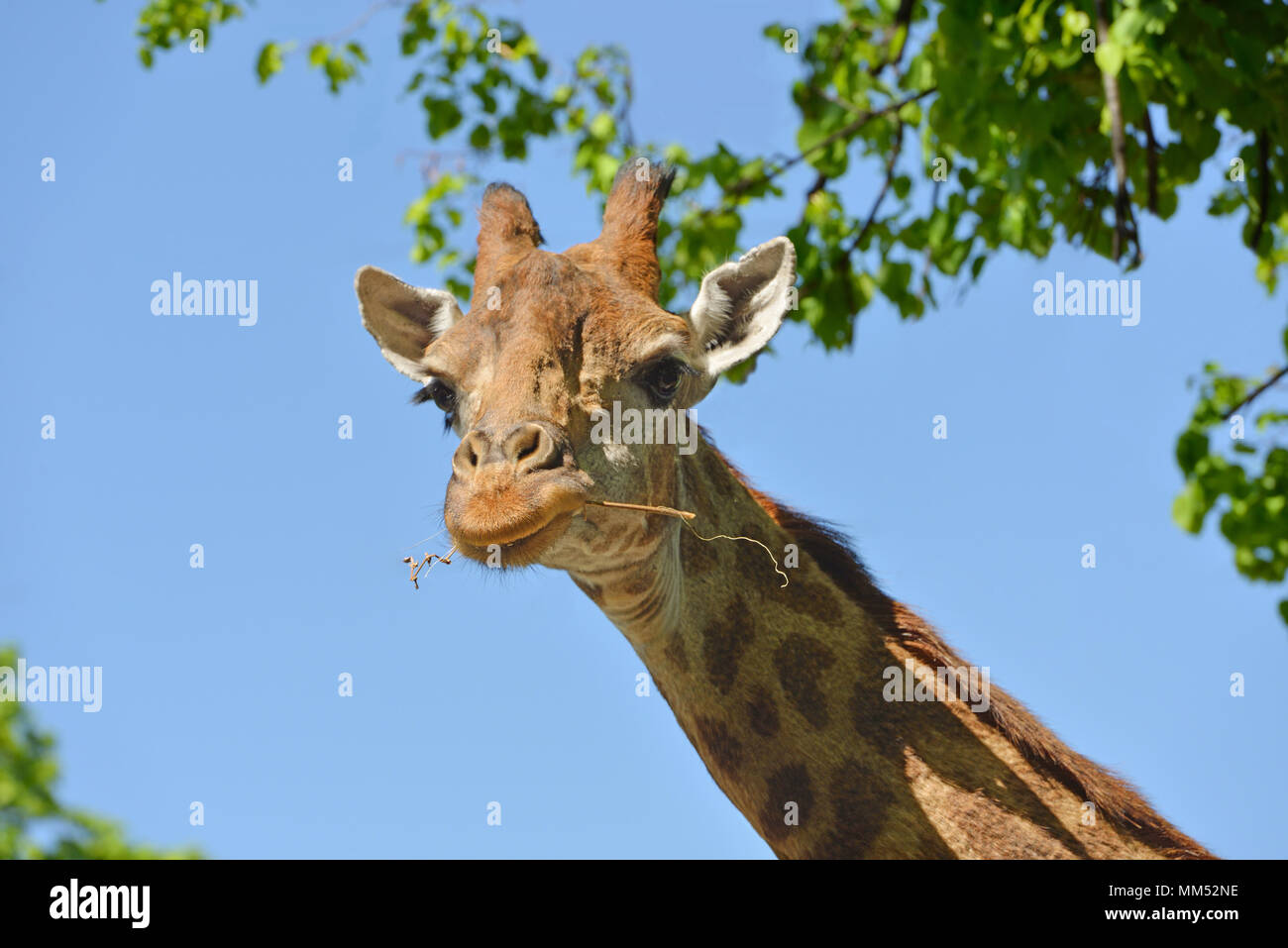 Girafe (Giraffa camelopardalis giraffa). Portrait sur fond de ciel bleu Banque D'Images