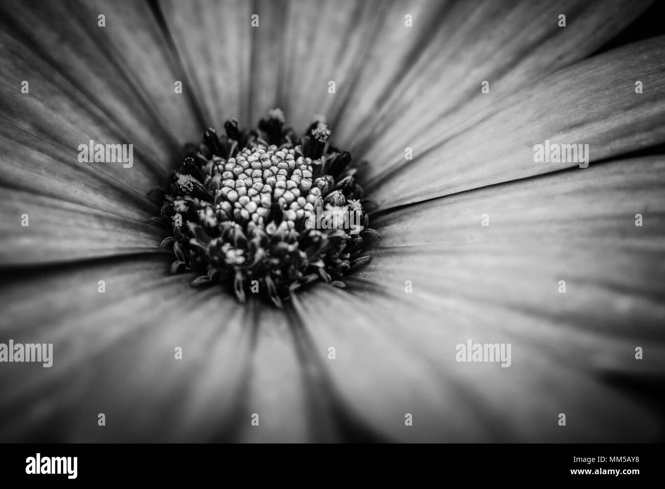 Close up noir et blanc fleurs Daisy Banque D'Images