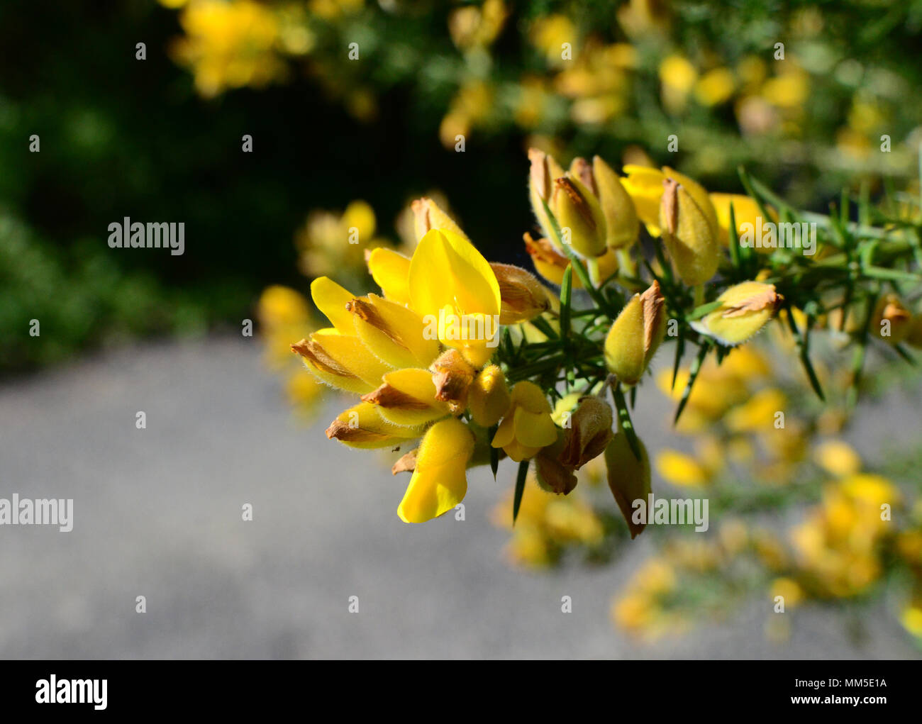 L'ajonc commun avec fleurs jaune vif, UK Banque D'Images