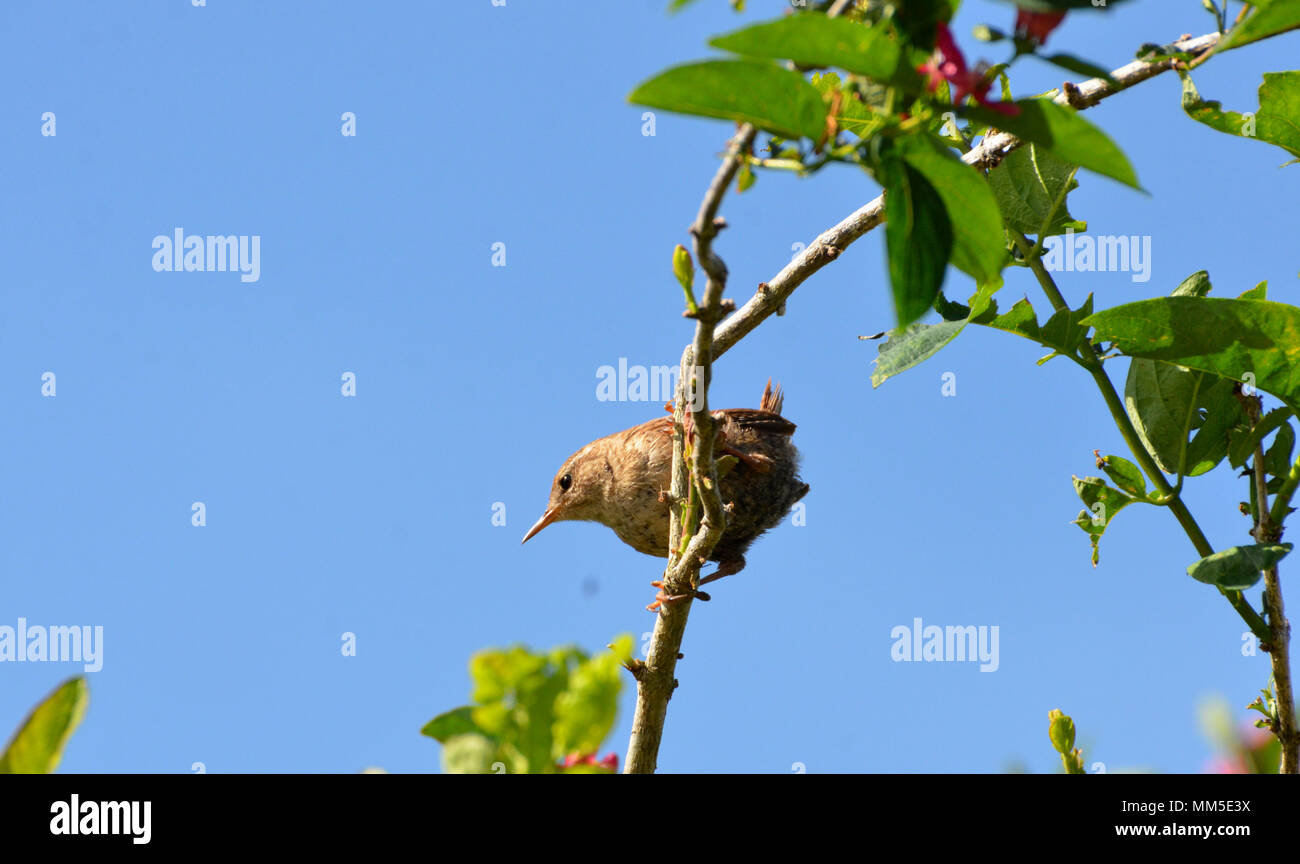 Wren perché sur arbre dans UK soleil du printemps avec de belles blue sky Banque D'Images