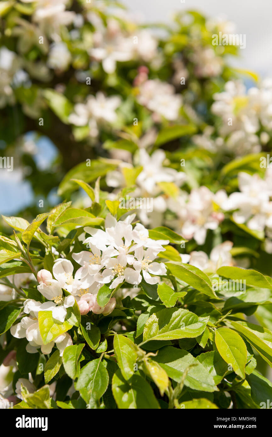Abondance du crabe prolifique fleurs Apple Blossom taillés sur arbre avec des fleurs de printemps Fine Cotton thread entre lacés à cesser de manger les pigeons coupés Banque D'Images