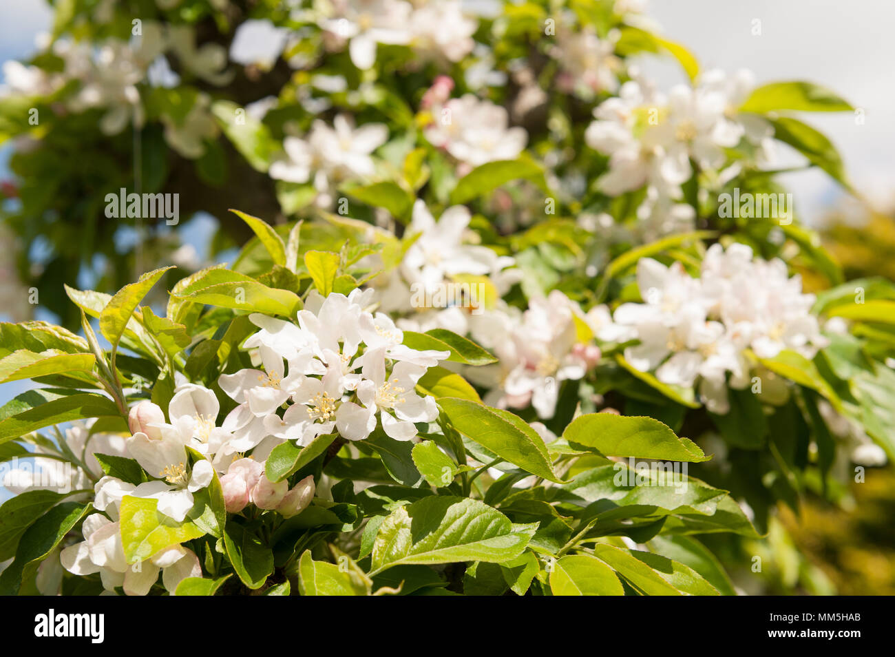 Abondance du crabe prolifique fleurs Apple Blossom taillés sur arbre avec des fleurs de printemps Fine Cotton thread entre lacés à cesser de manger les pigeons coupés Banque D'Images