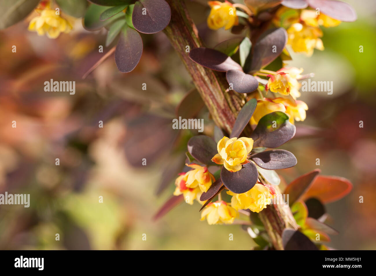 Ou de l'épine-vinette Berberis avec ses figuiers de branches chargées de fleurs au printemps jaune vif protégés par les épines et les feuilles rouge pourpre prickly Banque D'Images