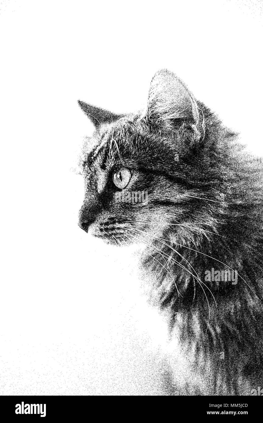 Portrait crayon fait numériquement d'un chat Banque D'Images