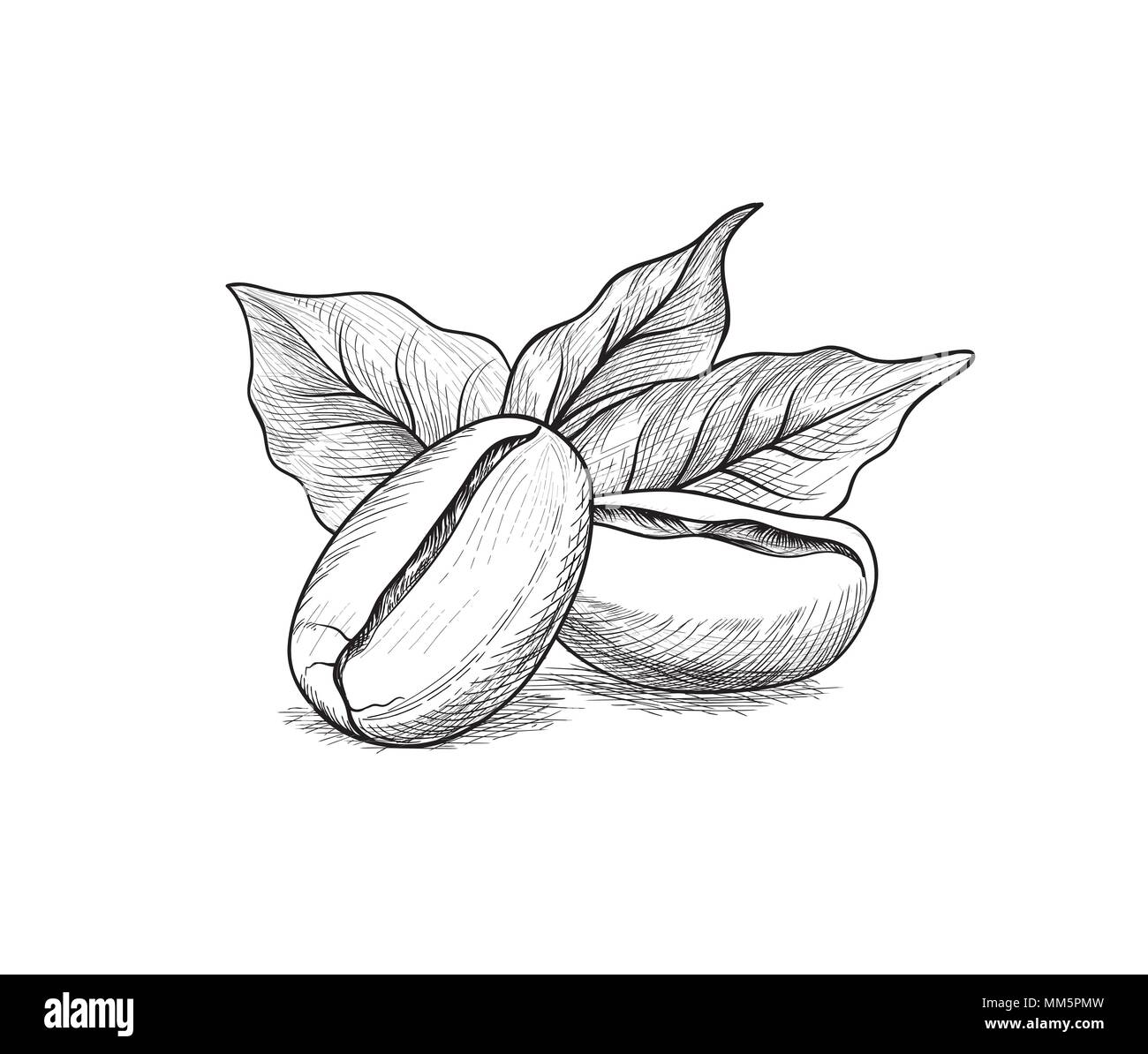 Les grains de café avec des feuilles. Boire du café banner part croquis. L'art de l'étiquette sur fond blanc Illustration de Vecteur