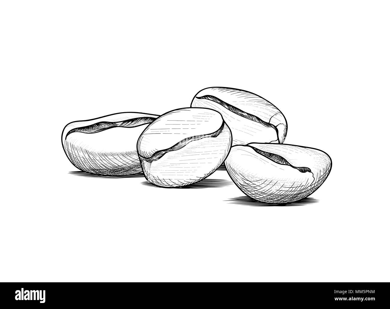 Café en grains avec lettrage manuscrit. Boire du café banner part croquis. L'étiquette sur l'art de la ligne rétro arrière Illustration de Vecteur