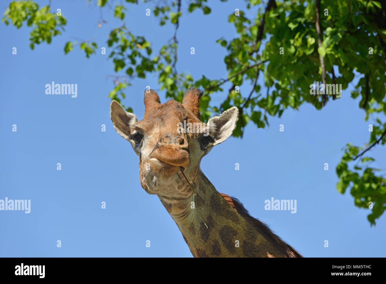 Girafe (Giraffa camelopardalis giraffa). Portrait Banque D'Images