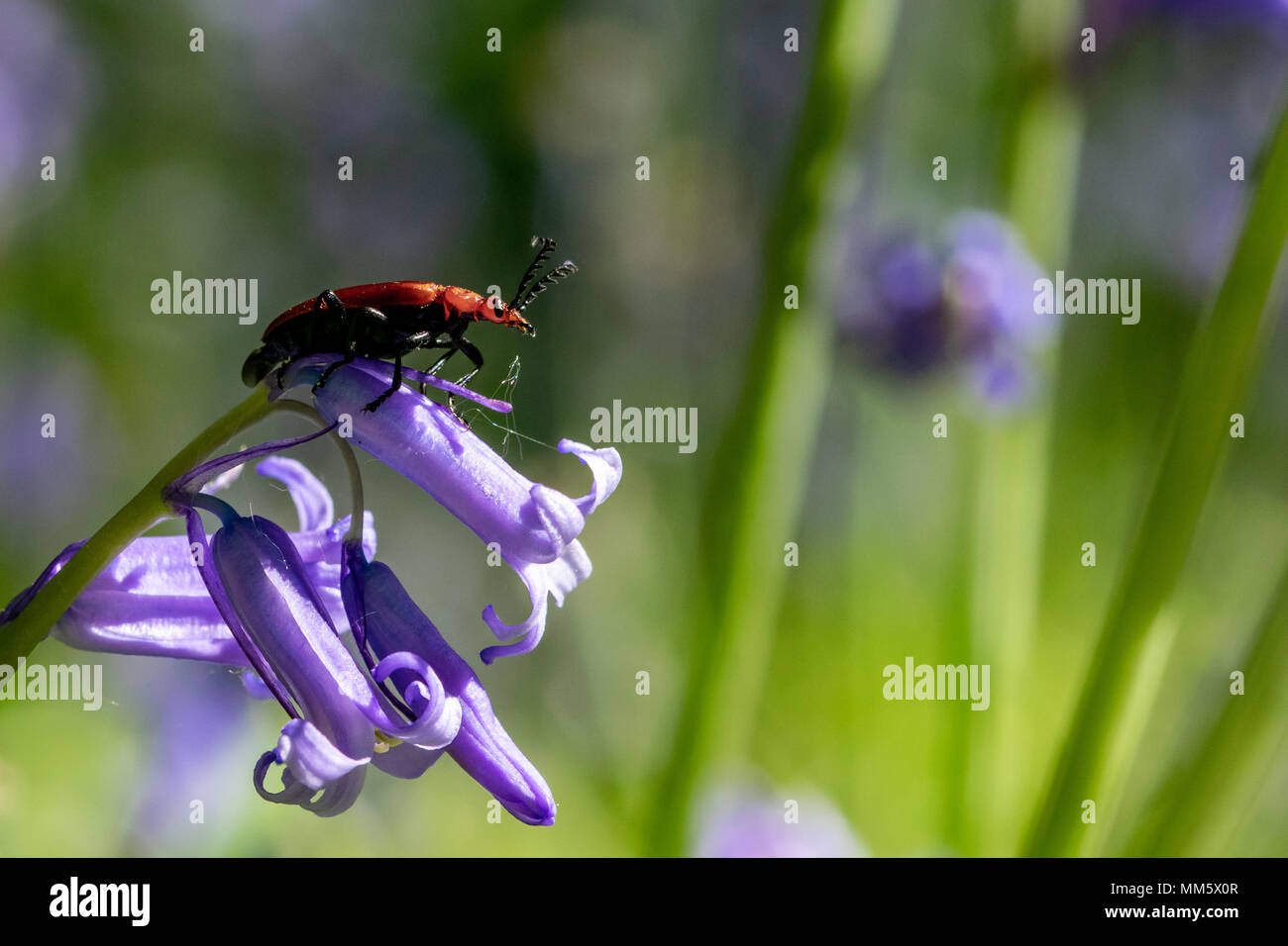 Red Headed cardinal (pyrochroa serraticornis beetle) reposant sur des fleurs jacinthes Banque D'Images