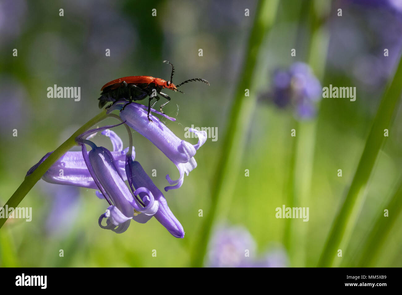 Red Headed cardinal (pyrochroa serraticornis beetle) reposant sur des fleurs jacinthes Banque D'Images