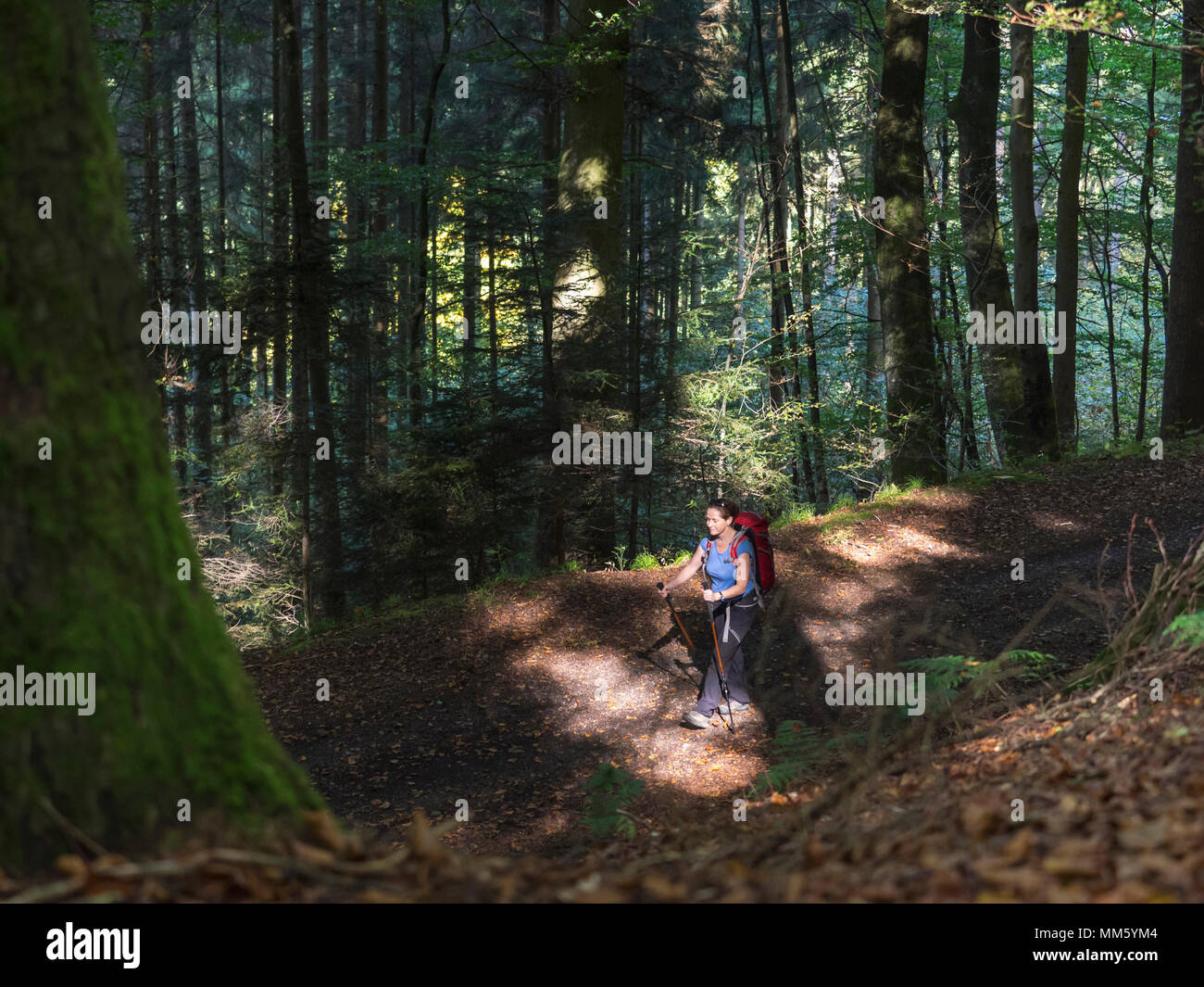 Femme en randonnée dans le Nord de la Forêt Noire, Bad Wildbad, Bade-Wurtemberg, Allemagne Banque D'Images