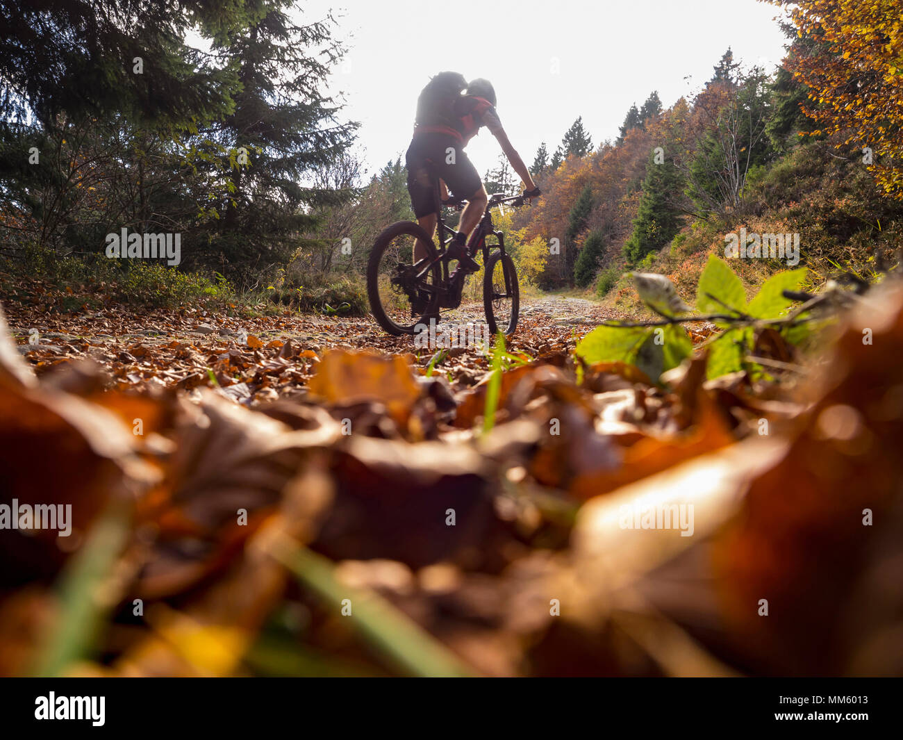 Vélo de montagne escalade piste dans les bois aux Ringelbuhlkopf, Alsace, France Banque D'Images