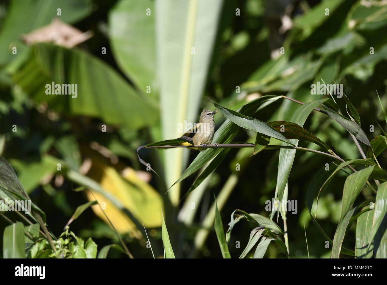 Les oiseaux de Mizoram (Inde) Banque D'Images