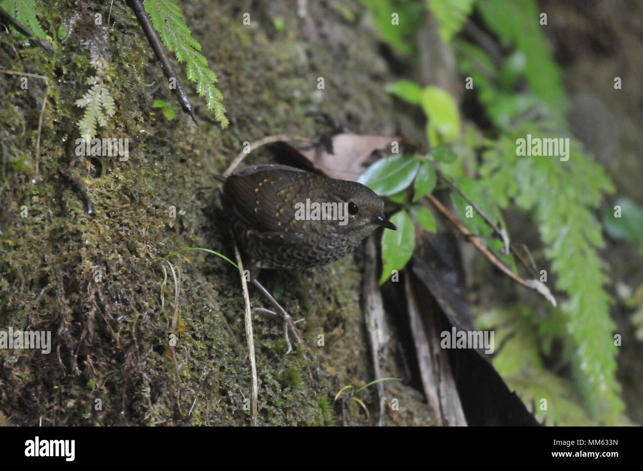 Les oiseaux de Mizoram (Inde) Banque D'Images