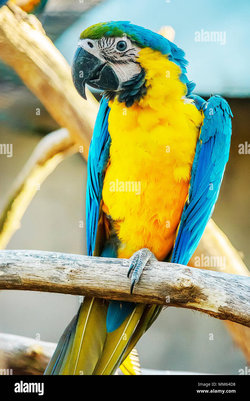Intelligent et sociable, le Blue and Gold Macaw grandit pour être assez grand, mesurant près de trois pieds du bec à l'extrémité de la queue. Banque D'Images