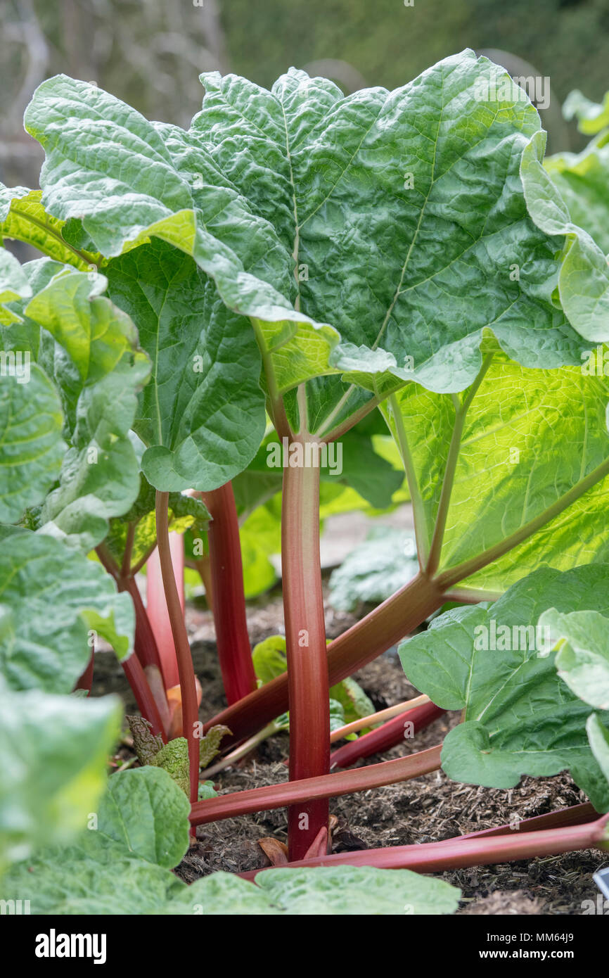 Rheum x hybridum 'Fulton's Strawberry surprise'. 'Rhubarbe Fraise Fulton's Surprise' croissant dans une parcelle de terrain végétale en mai. UK Banque D'Images