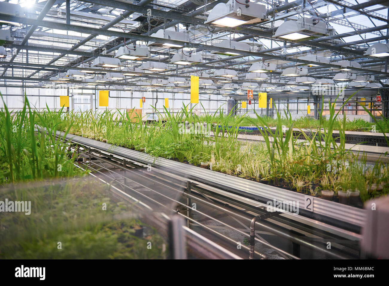 Centre de compétence de la résistance des mauvaises herbes Bayer Banque D'Images