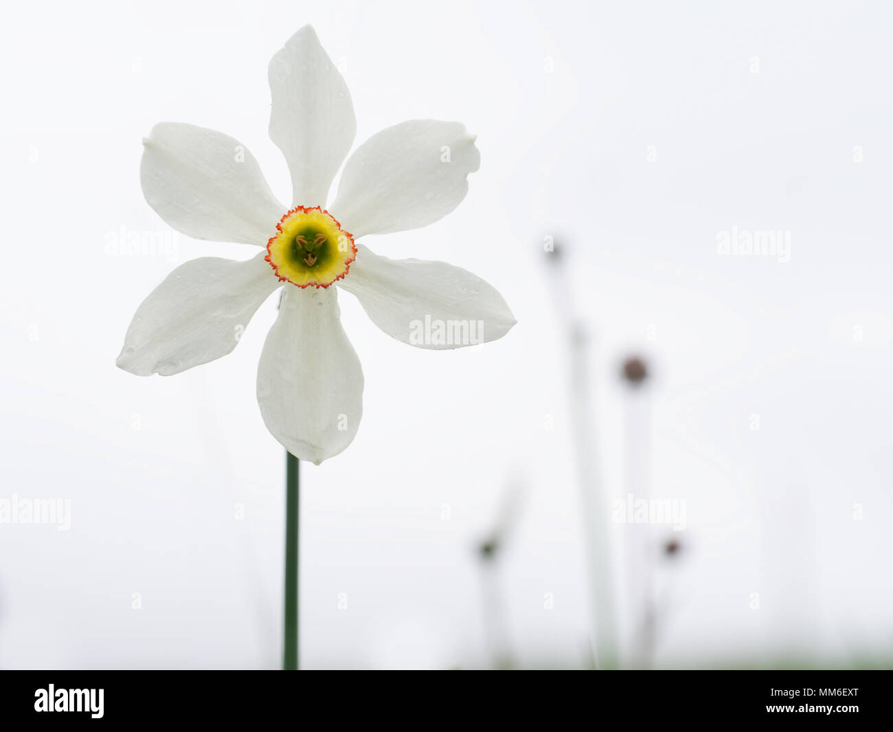 Narcissus poeticus retour allumé dans le champ. Banque D'Images