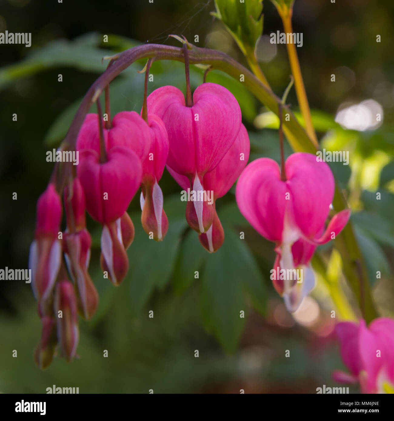 Une succursale de Bleeding Heart fleurs violettes à Abbotsbury jardins subtropicaux au printemps. Banque D'Images