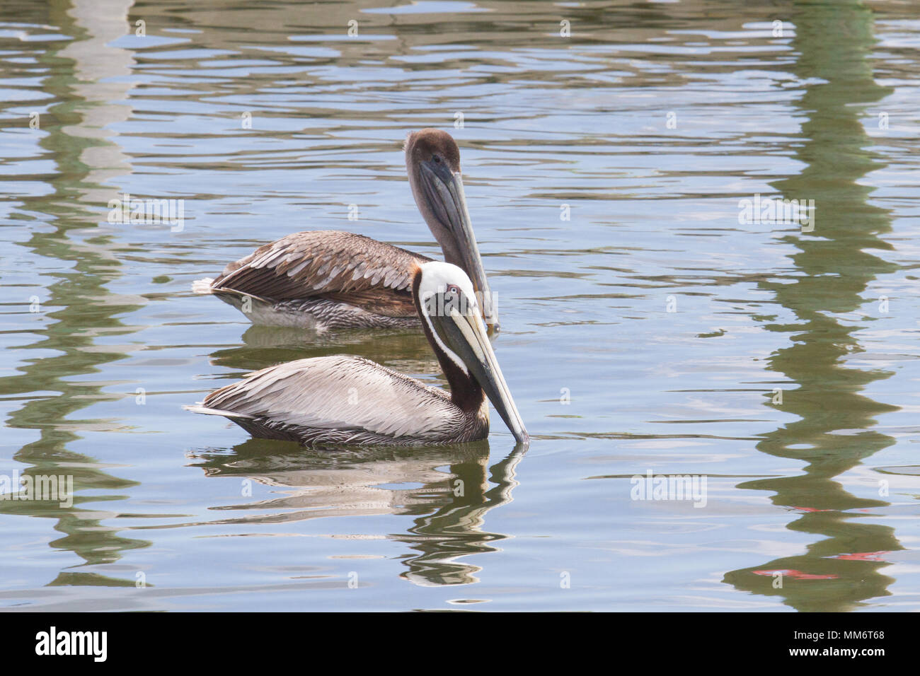 Un couple reproducteur de pélicans bruns sur l'eau. Banque D'Images