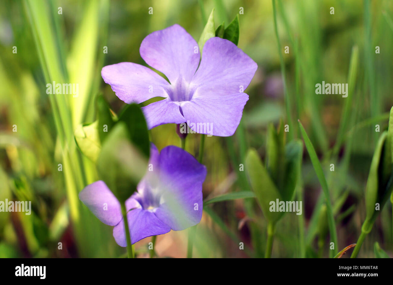 Violet macro photo. Violette fleur forêt close-up. Photo macro d'une fleur  forêt Viola odorata. Une photo de fleurs de forêt sur une clairière, un  jour ensoleillé Photo Stock - Alamy