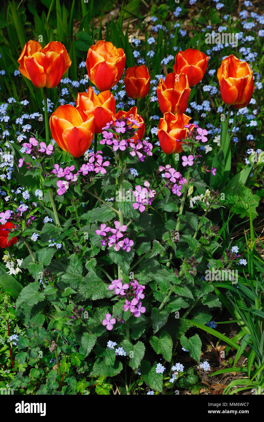 Portrait de tulip 'fidelio' en fleurs Banque D'Images