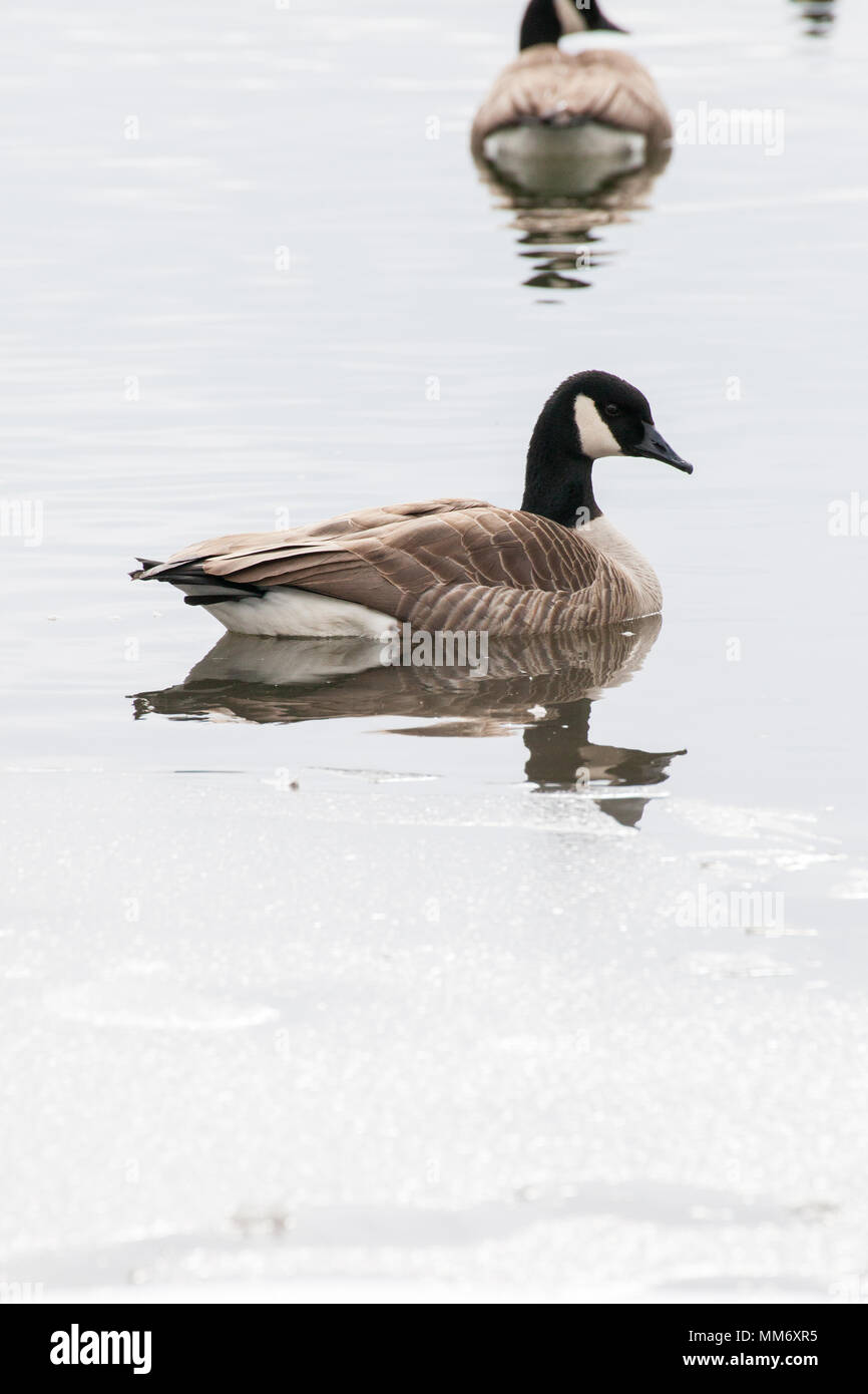 La bernache du Canada qui flotte sur l'eau de Surrey Lake dans le milieu de l'hiver, en Colombie-Britannique, Canada Banque D'Images