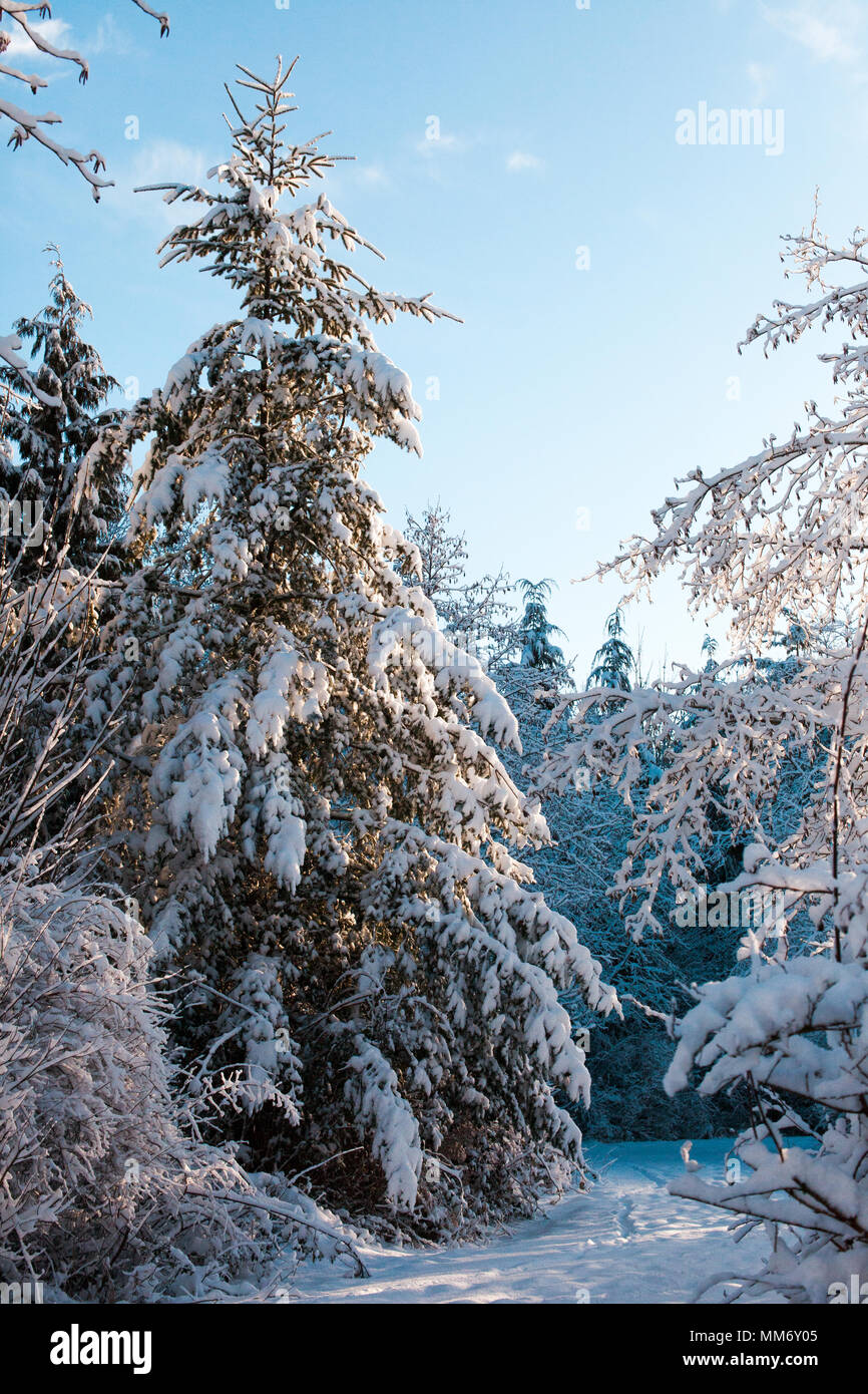Photo encadrée verticalement d'un pin (arbre couvert de neige dans la région de Surrey lake, British Columbia, Canada. Banque D'Images