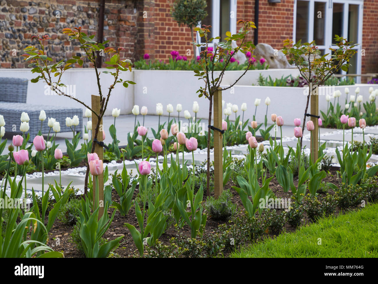 Rosa 'standard demi-Étoile polaire" underplanted avec Tulipa 'Pink Diamond', avec Ilex crenata 'Green' utilisé comme bordure de frontière basse. Crédits : Design by Banque D'Images