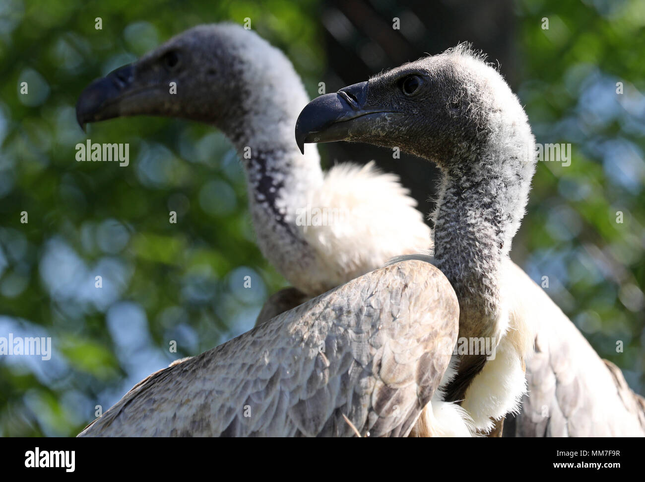 09 mai 2018, l'Allemagne, Marlow : Vautour africain dans le parc des oiseaux sont retournés dans leur volière réparé. Environ 5 semaines après la lourde neige dommages à Pâques tout est surtout de retour à la normale dans l'Marlow, Guestrow et Rostock parcs, bien que pas toutes les volières endommagées ont été reconstruites. Photo : Bernd Wüstneck/dpa Banque D'Images