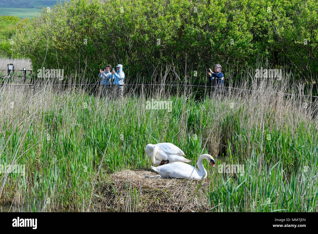 Abbotsbury Swannery, Abbotsbury, Dorset, UK. 10 mai 2018. Vue d'un nid qui n'a pas commencé, alors que l'éclosion de la première le bébé cygnes tuberculés cygnets Abbotsbury Swannery commence à couver dans le Dorset aujourd'hui. Crédit photo : Graham Hunt/Alamy Live News Banque D'Images