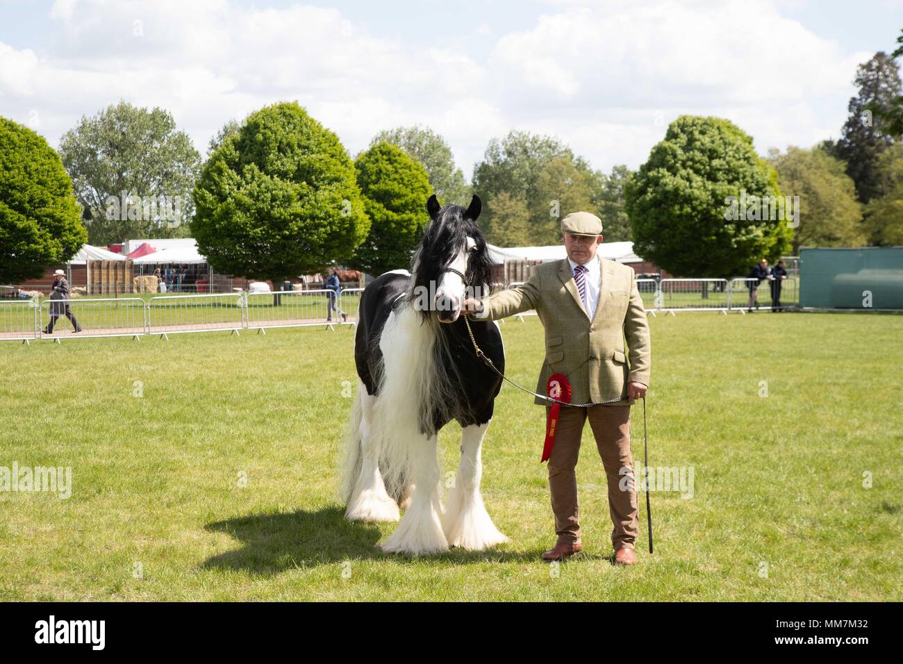 Windsor, Berkshire, Royaume-Uni. 10 mai 2018. Jour 2. Royal Windsor Horse Show. Windsor. Dans le Berkshire. UK. Natif de couleur/s/n.dans la main traditionnel poney. Bad Boy Domino. Étalon. Gagnant. Administré par Lacey Smith.10/05/2018. Credit : Sport en images/Alamy Live News Banque D'Images