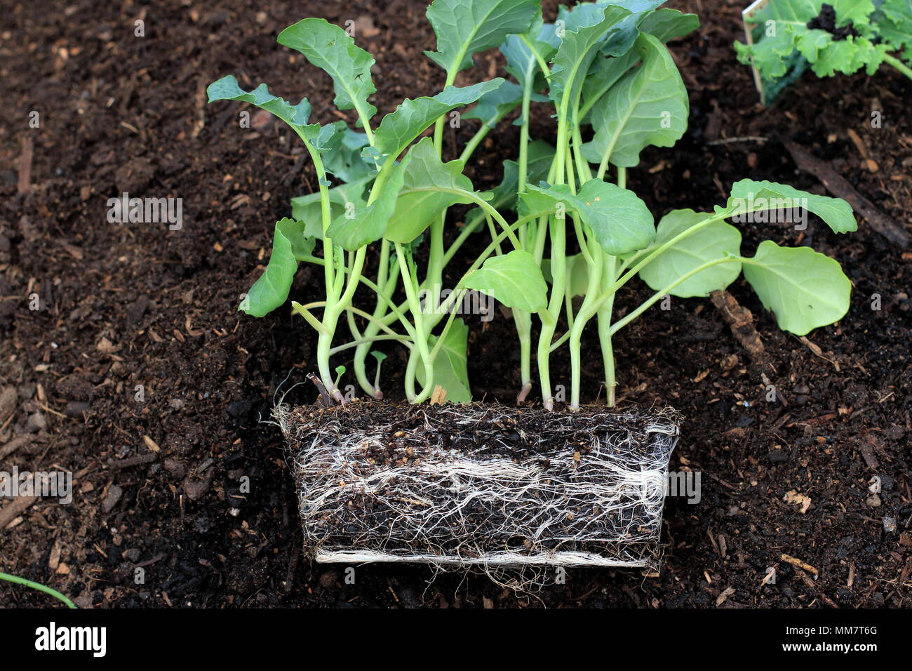 Le broccoli plants prêts à être plantés dans le sol Banque D'Images