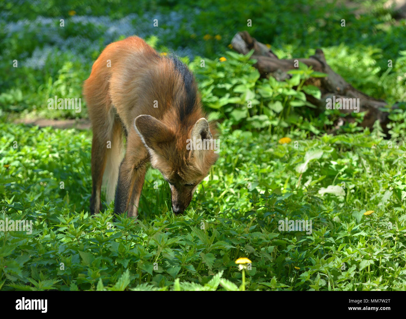 Le loup à crinière (Chrysocyon brachyurus) dans le pré Banque D'Images
