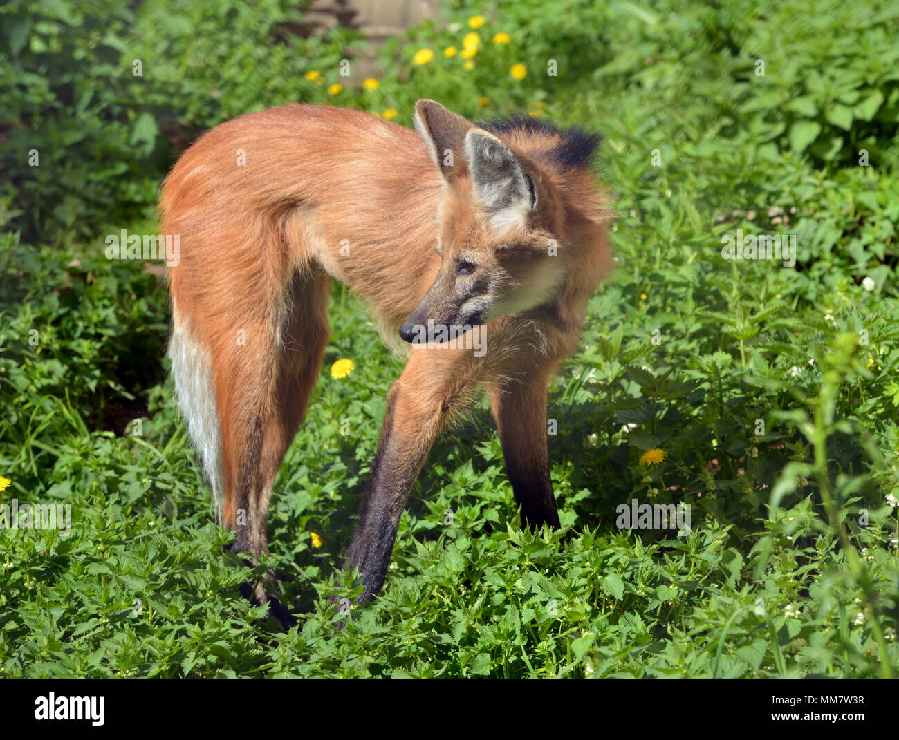 Le Loup A Criniere Chrysocyon Brachyurus Plus Grand Canide C Est Seulement En Especes Genre Chrysocyon Signifiant Golden Dog Photo Stock Alamy