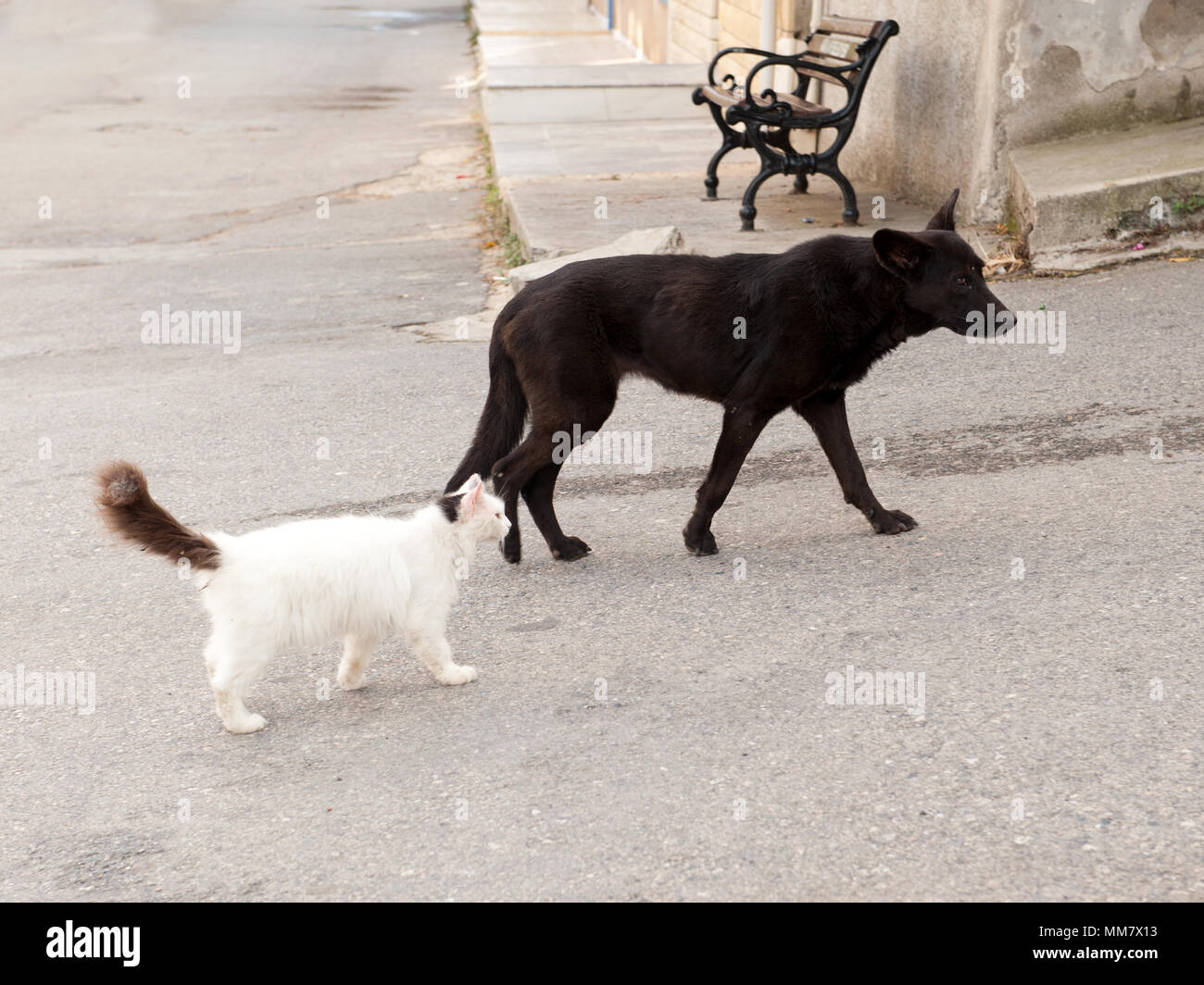 Un chien noir errant marche calmement dans une rue calme avec un chat blanc moelleux derrière lui, un compagnon inhabituel entre deux animaux différents Banque D'Images