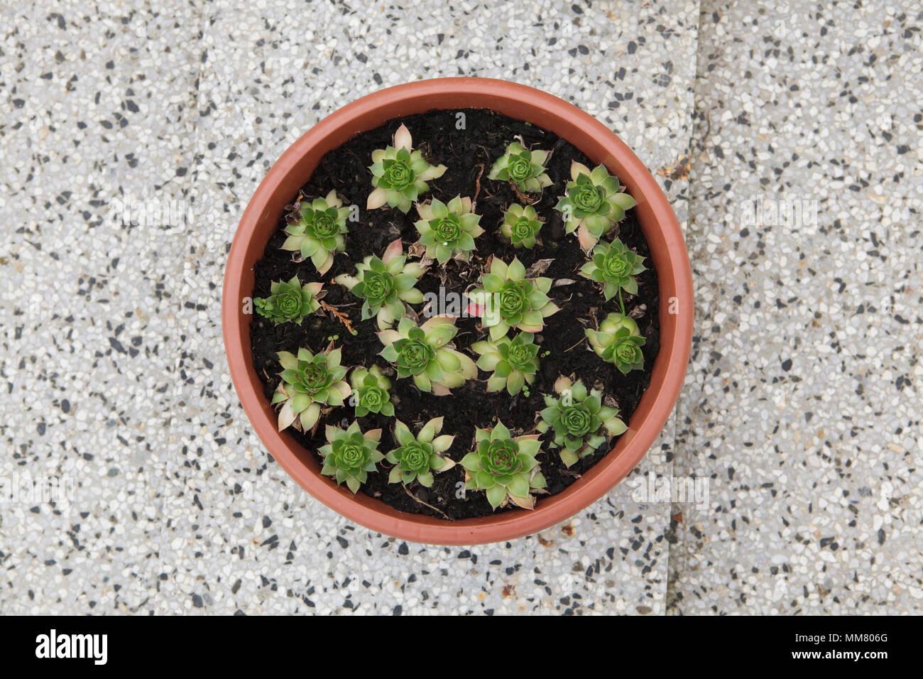 Les plantes succulentes au cimetière du village à l'Acul du Nord Département du Nord nad Vltavou en Bohême du Sud, en République tchèque. Banque D'Images