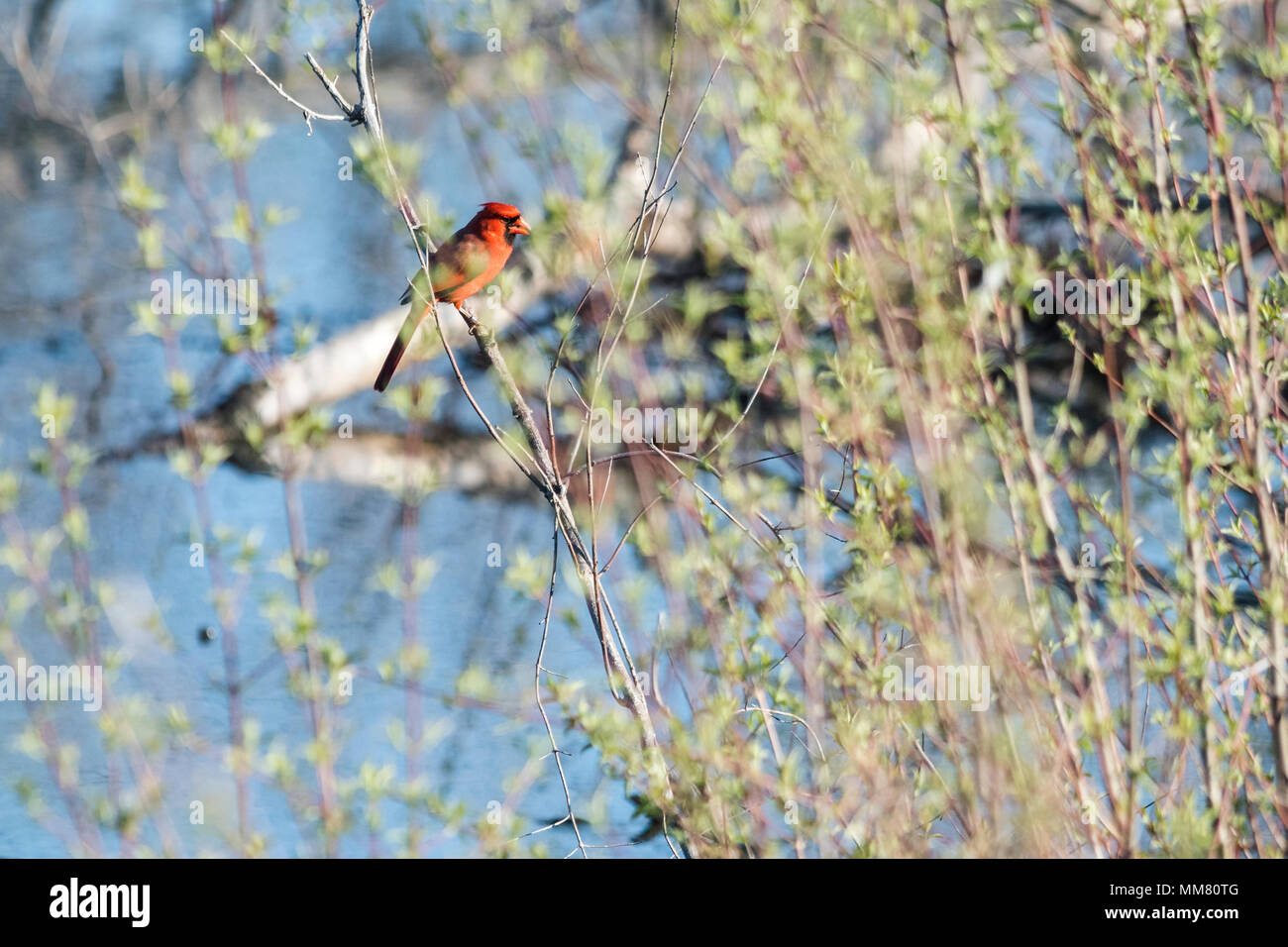 Cardinal rouge siège au début du printemps, près de la rive de la direction générale Banque D'Images