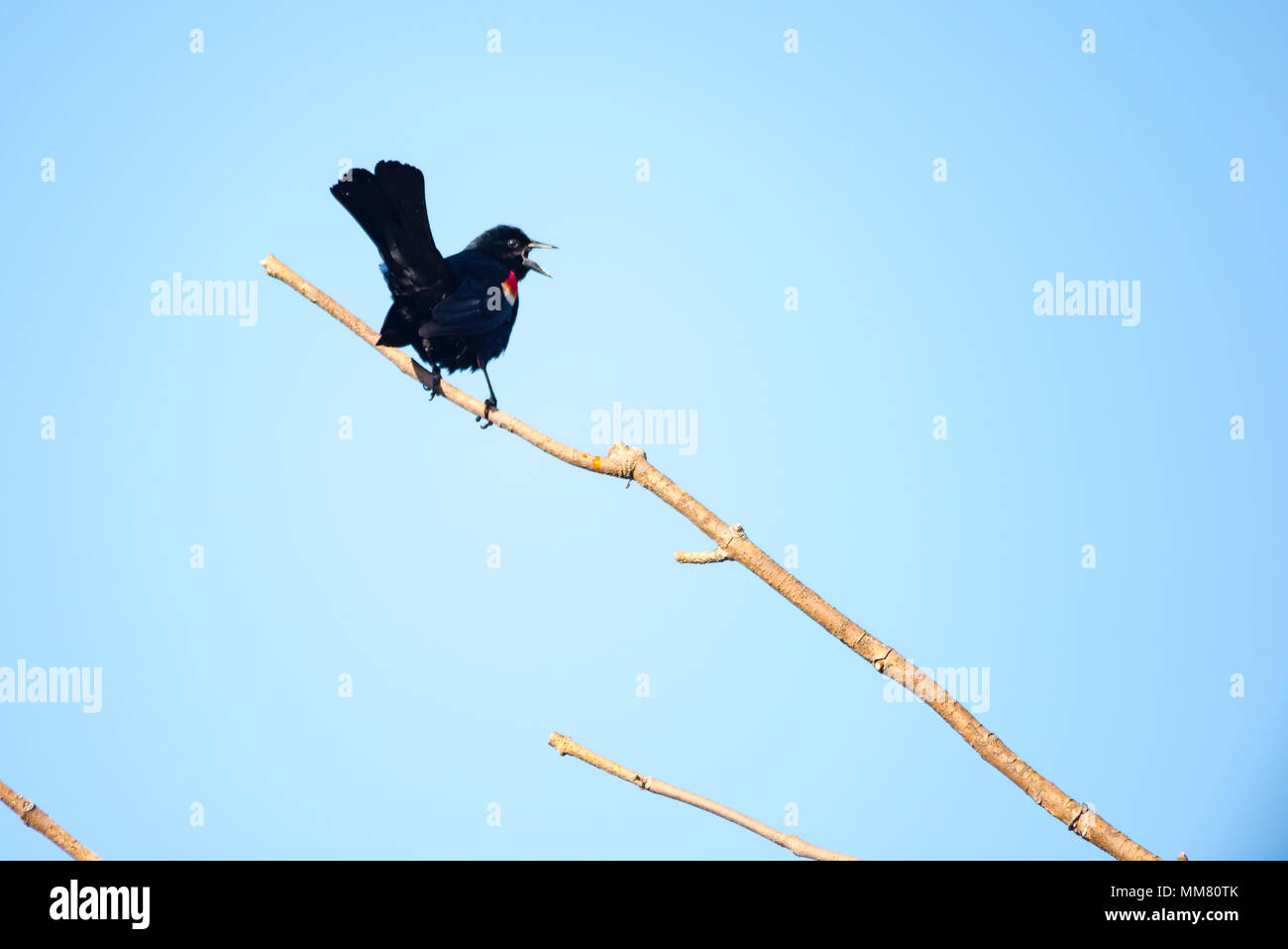 Red-winged Blackbird singing sur barren tree branch Banque D'Images