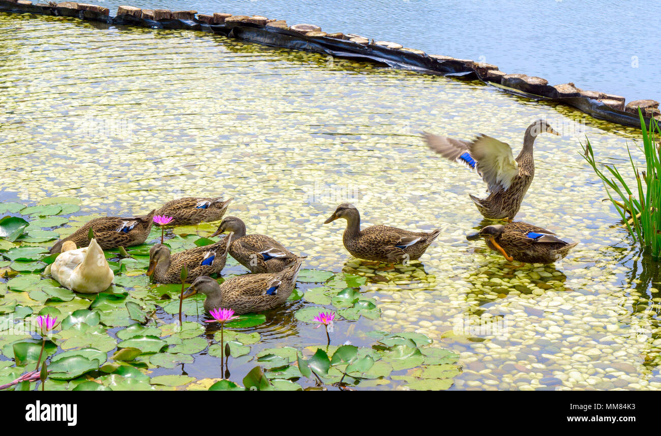 Des canetons de canards sauvages (Anas platyrhynchos) baignade dans la star des lotus (Nymphaea nouchali). Banque D'Images